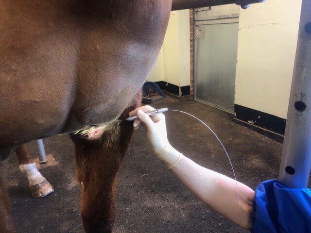 horse sarcoid treatment options